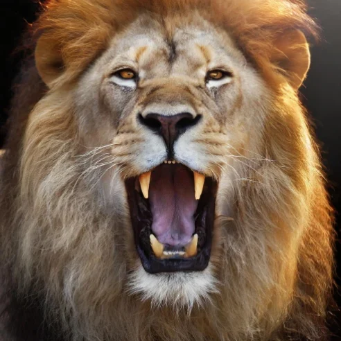 Tableau d'un lion majestueux rugissant, symbole de pouvoir et d'autorité